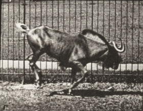 Plate 702 Gnu bucking and galloping — figure reference